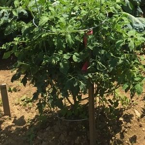 Meet your Posher, Austin